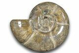 Polished Ammonite (Argonauticeras) Fossil - Madagascar #246199-1